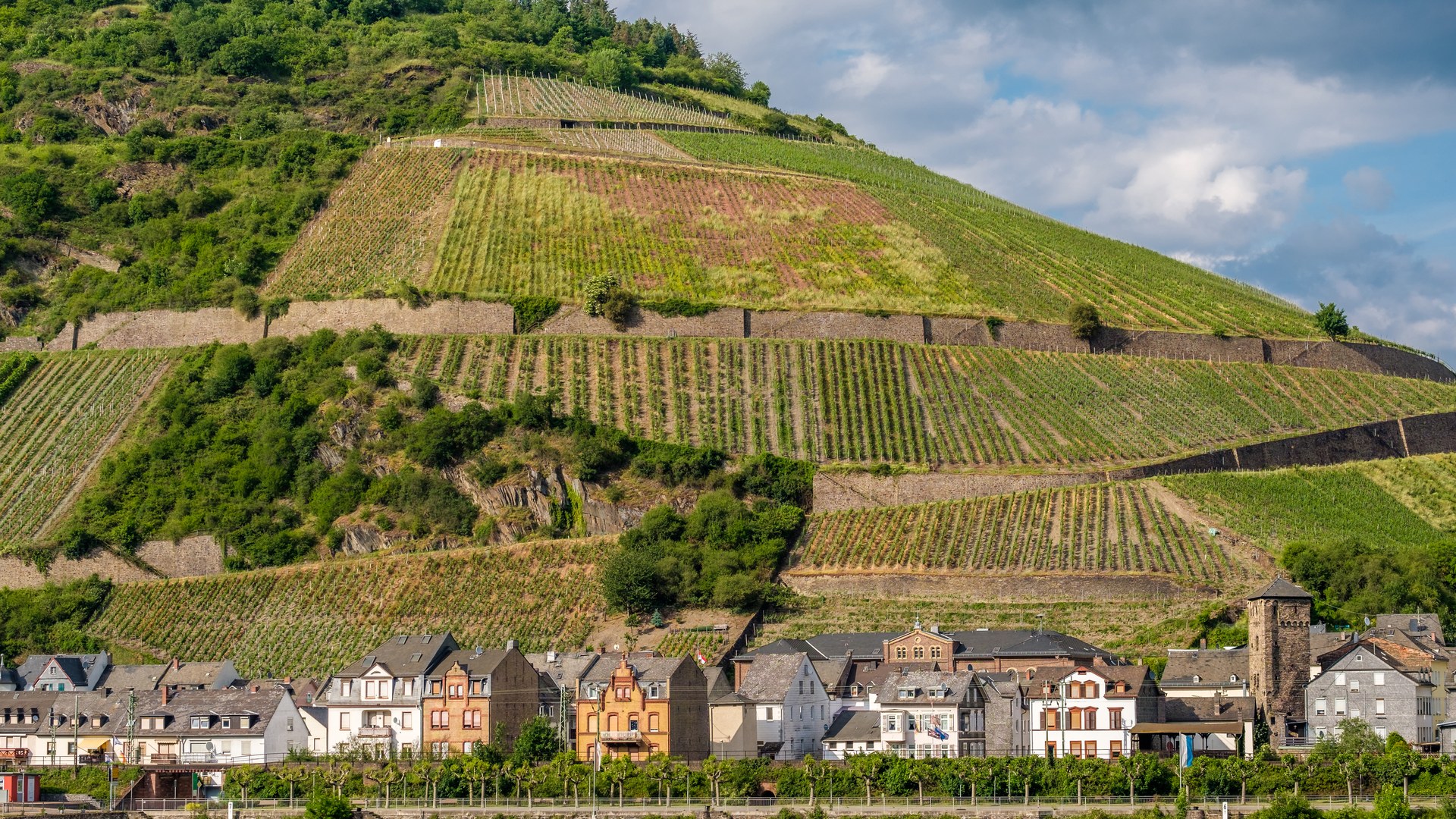 Weinbaugebiet Rheingau
