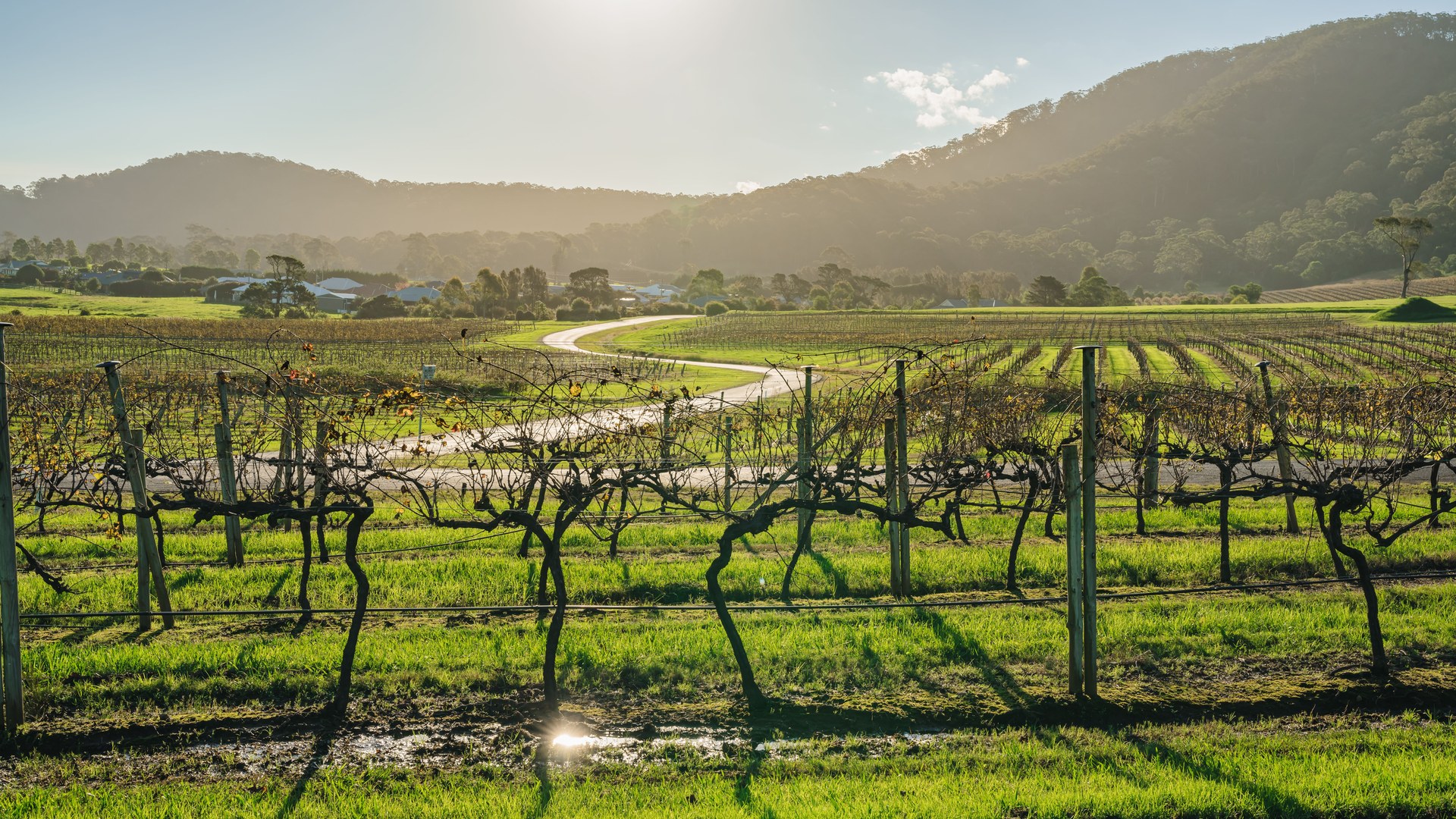 Weinberg unter der Herbstsonne