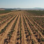 Weinbaugebiet Jumilla