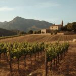 Weinbaugebiet Mallorca