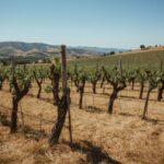 Weinbaugebiet Yecla
